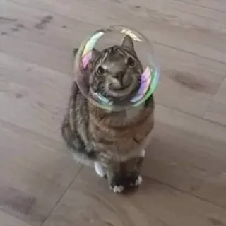 🤓 92ee6e65 cat, bubble, funny, pet, animal telegram sticker