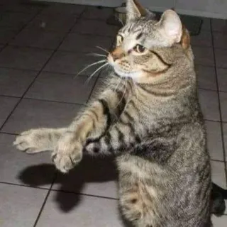 🚔 b0906ae6 cat, animal, standing, cute, tabby telegram sticker