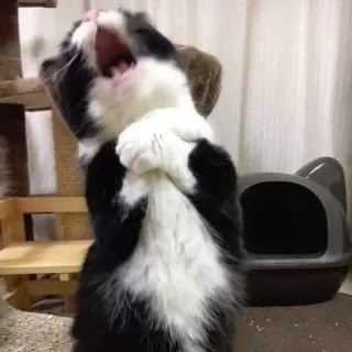 💔 b75e5e54 cat, animal, yawning, pet, black and white telegram sticker