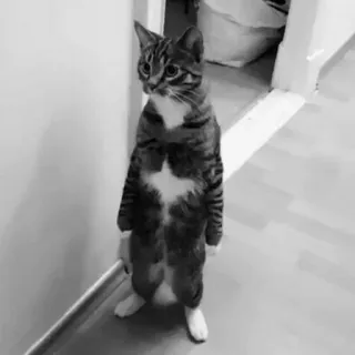 😐 c9ff5a09 cat, standing cat, animal, pet telegram sticker