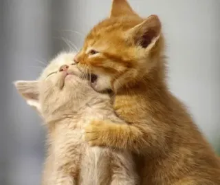 💋 d9a7d30e cats, kittens, hugging, affection, animals, pets, cute telegram sticker