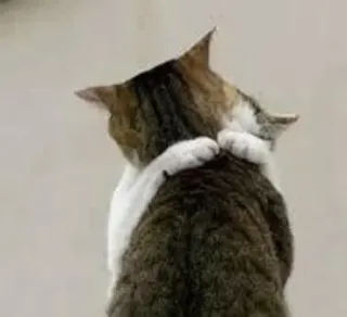 ❤️ e1833961 cat, hug, animal, pet, affection, friendship telegram sticker