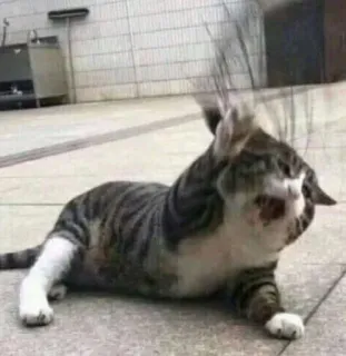 😩 f01e02f8 cat, animal, pet, funny, feline telegram sticker