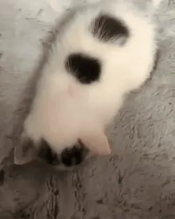 💜 092c3cc5 kotek, kot, zwierzę, zwierzę domowe, słodki, biało-czarny telegram sticker