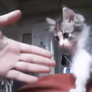 🤝 0a1e7141 kot, kociak, zwierzę, zwierzę domowe, ręka, słodki telegram sticker