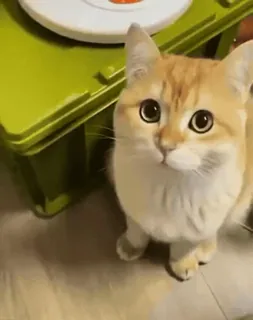 😺 1e2ba907 kot, zwierzę, słodki, zwierzak, kociak, zwierzę domowe telegram sticker