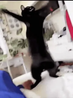 🕺 1e9b1260 kot, taniec, śmieszne, zwierzę, zwierzak telegram sticker