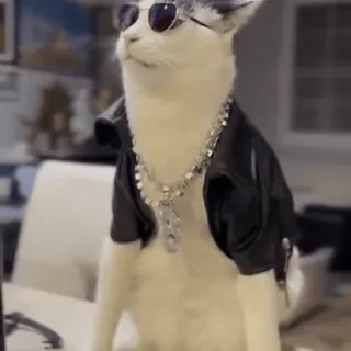 😎 227f805d kot, okulary przeciwsłoneczne, skórzana kurtka, łańcuch, zwierzę, fajne, moda telegram sticker
