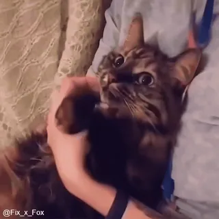 💙 4147fff2 @Fix_x_Fox kot, słodki, zwierzę domowe, zwierzę domowe, pręgowany telegram sticker