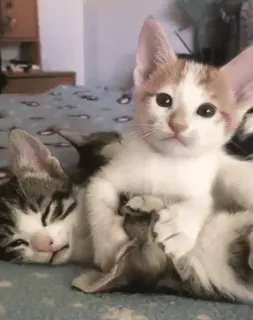 😙 4aeadcf5 kociak, kot, zwierzę domowe, zwierzę, słodki, domowy, koci telegram sticker