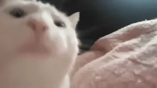 🎶 5231ab6d kot, zwierzę, biały kot, zwierzę domowe, ssak, zwierzę domowe telegram sticker