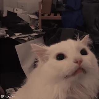 😱 75f4d184 @Fix_x_Fox kot, zwierzę, biały, zwierzę domowe, domowy telegram sticker