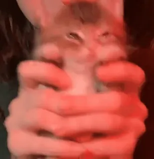 🎼 7b6baa47 kociak, kot, zwierzę domowe, zwierzę, słodki, domowy telegram sticker