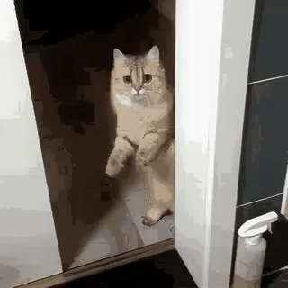 🚪 7b7e707c kot, kociak, słodki, śmieszny, zwierzę, kot domowy telegram sticker