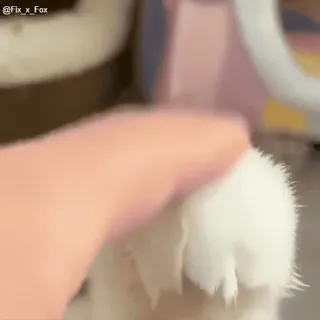 ❤️ 7f40c11e kocia łapa, zwierzę domowe, zwierzę, słodki, kociak, łapa telegram sticker