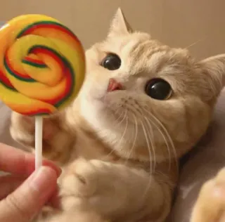 😻 174b2753 kucing, lolipop, imut, anak kucing, hewan peliharaan, permen, manis telegram sticker