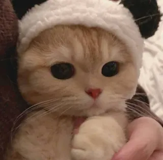 😻 482528ac kucing, imut, hewan, peliharaan, anak kucing, topi panda telegram sticker