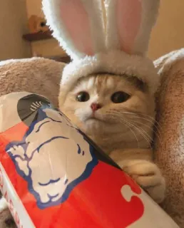 😻 50fd9b73 kucing, anak kucing, kelinci, hewan, imut, telinga telegram sticker