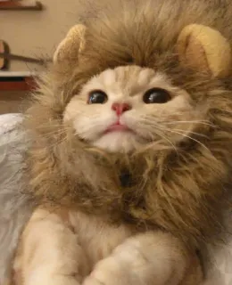 😻 595947cc kucing, singa, hewan peliharaan, binatang, lucu, kostum telegram sticker