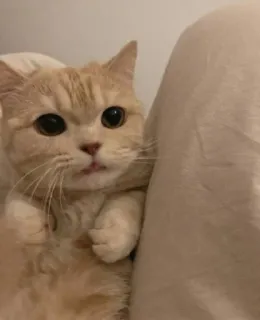 😻 fc767935 kucing, anak kucing, hewan peliharaan, hewan, imut, kucing domestik, felin telegram sticker