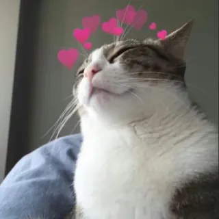 🥰 08e5aae7 gato, corazones, animal, amor, mascota telegram sticker
