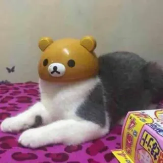 😶 13e14508 gato, gatito, mascota, animal, máscara, oso, lindo telegram sticker