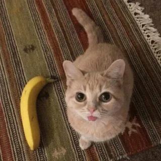 🍌 18e0ea91 gato, gatito, plátano, mascota, animal, lindo, gato doméstico, gato naranja telegram sticker