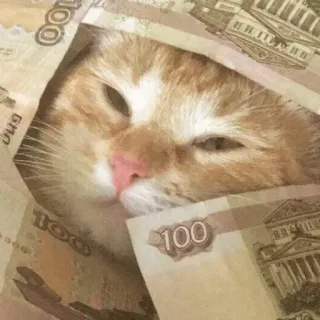 gattiny whatsapp stickers