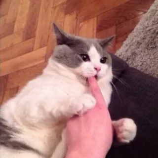 😋 27eab28f gato, gatito, animal, mascota, doméstico, mamífero, pata, dedo, lindo telegram sticker