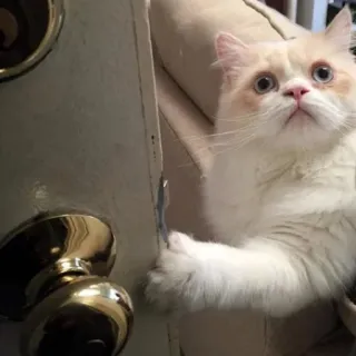 🚪 3c8988fe gato, puerta, mascota, animal, lindo, gatito telegram sticker