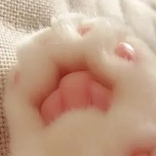 ✋ 4c66fefb gato, pata, lindo, animal, mascota, gatito telegram sticker