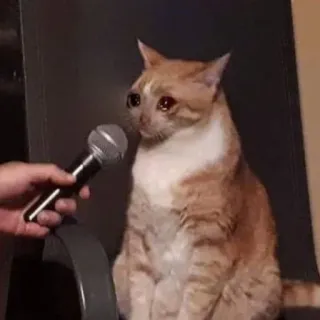 😭 66e346a4 gato, micrófono, entrevista, meme, triste, llorando telegram sticker