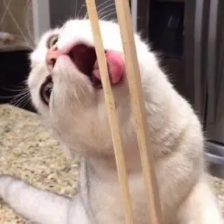 🍣 6b3f2cb4 gato, palillos chinos, comida, lindo, animal telegram sticker