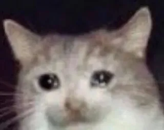 🥺 735e038c gato, llorando, triste, meme, animal, mascota telegram sticker