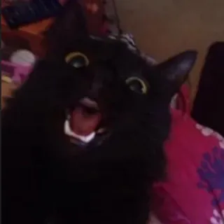 🤬 808b2088 gato, gato negro, animal, mascota, felino telegram sticker