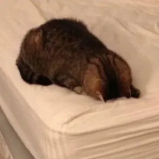 😞 9523dfaf gato, animal, durmiendo, cansado, mascota, cama telegram sticker