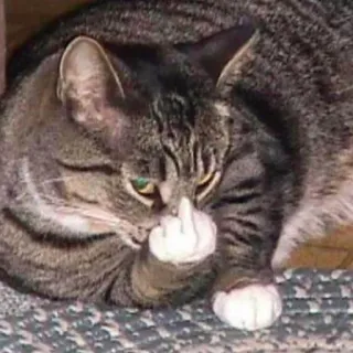 🖕 b7028c63 gato, dedo corazón, ofensivo, animal, gesto grosero, atigrado telegram sticker