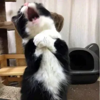 😫 bf3e79f2 gato, bostezando, lindo, animal doméstico, mamífero, mascota telegram sticker