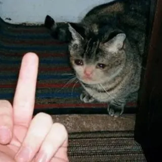 🖕 cd10f1e3 gato, triste, dedo corazón, grosero, ofensivo telegram sticker