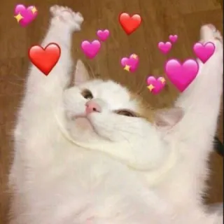 🥰 cd6bbda6 gato, corazones, amor, lindo, animal, mascota telegram sticker