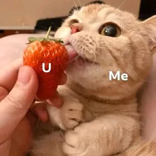 🍓 d918e5cb U Me gato, fresa, lindo, mascota, animal, meme telegram sticker