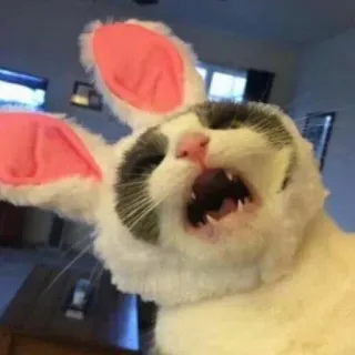 😱 db74716e gato, conejo, animal, mascota, divertido, orejas, disfraz telegram sticker