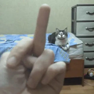 🖕 e6e63e37 dedo corazón, gesto, ofensivo, gato, dedo, grosero telegram sticker