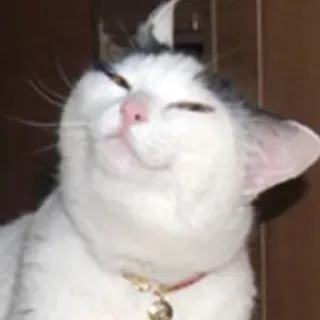 gattiny telegram stickers