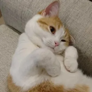 😊 ff15ae0a gato, animal, mascota, felino, lindo, doméstico, mamífero telegram sticker