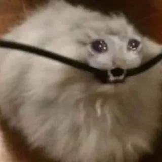 😢 21584b41 gato, meme, chorando, triste telegram sticker