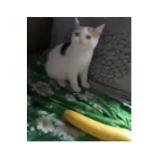 😢 35d5c7bf gato, gatinho, animal, animal de estimação, abobrinha telegram sticker