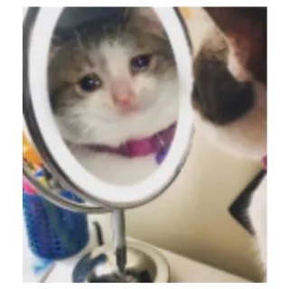 😢 3b9afe6b gato, espelho, animal de estimação, animal telegram sticker