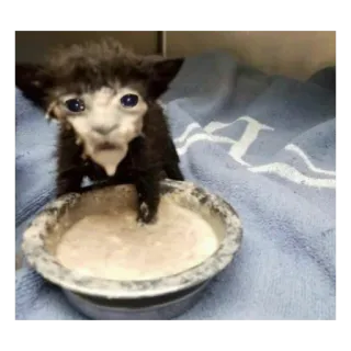 😢 4ded6822 gatinho, gato, animal, fofo, animal de estimação, tigela, leite telegram sticker