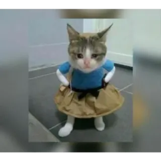 😢 4f92d1c1 gato, animal, animal de estimação, gatinho, fofo, engraçado, gato vestido telegram sticker